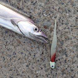 ZZ-STAP&ワインド&FLAP釣法でタチウオゲット!